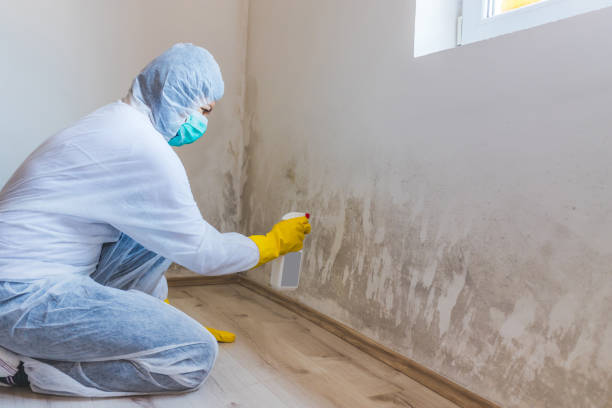Licensed Mold Testing service in Harrison, NJ - WQB Mold Removal